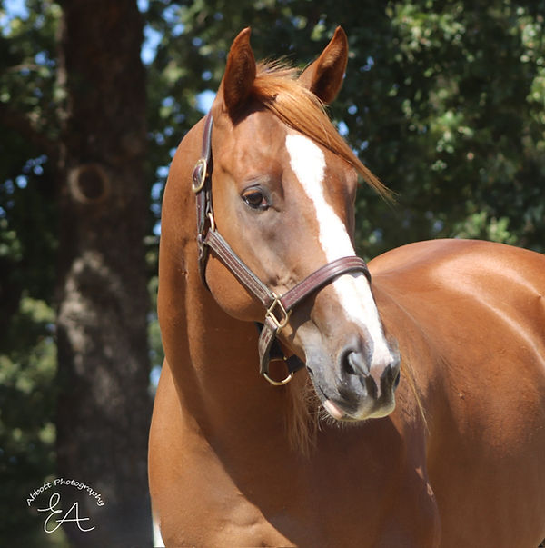 Clifford headshot .JPG