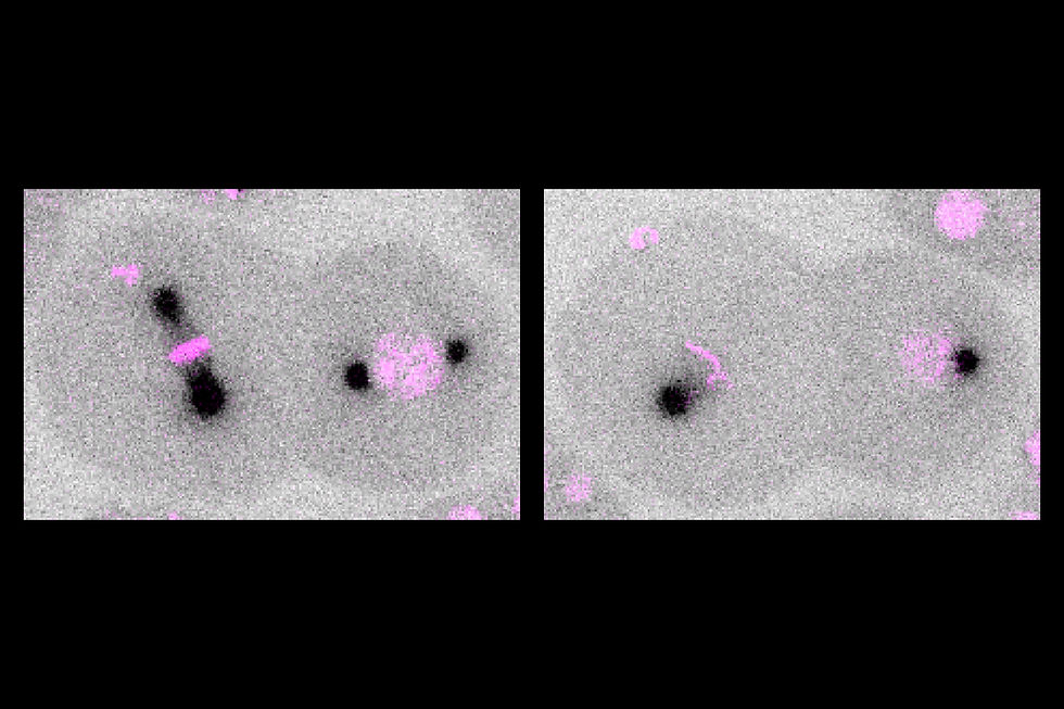 Mono- and bipolar embryos