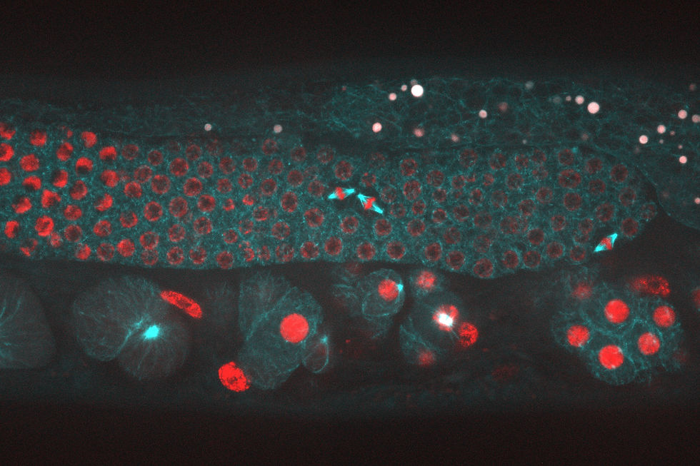 Mitotic GSCs in situ