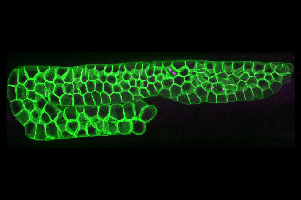 The larval germline