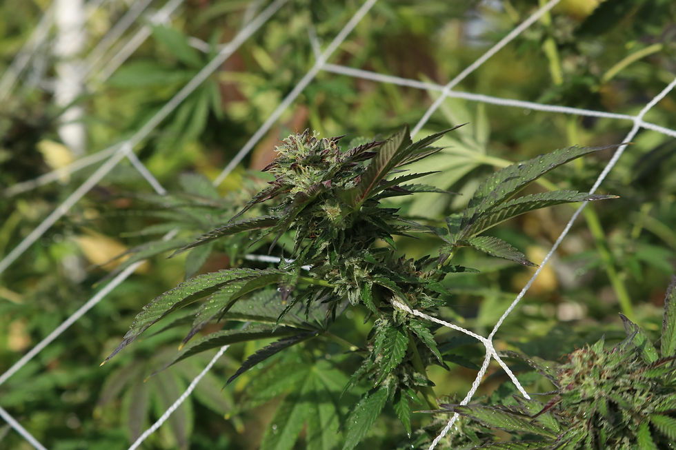 Michael Hastings (Breakwall x Motorhead)