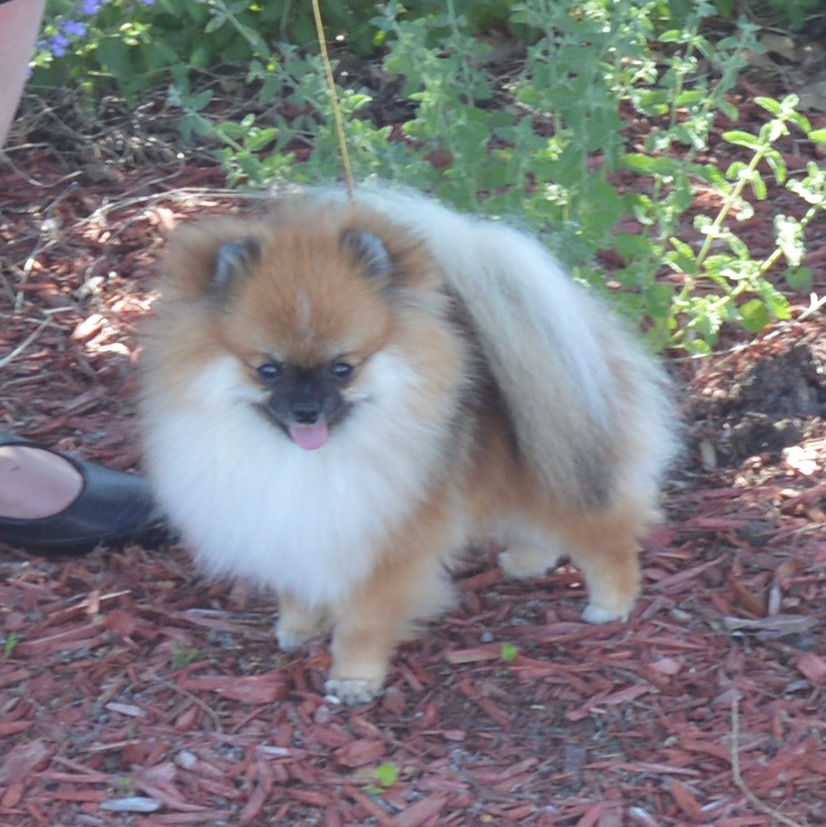 Maxwell - $500 - male