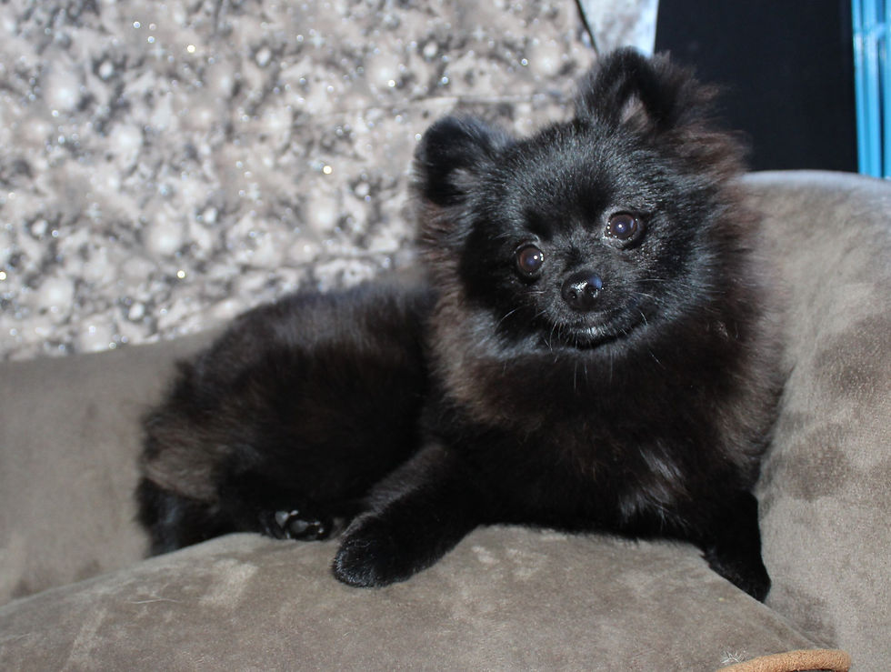 Vixen - female $1800