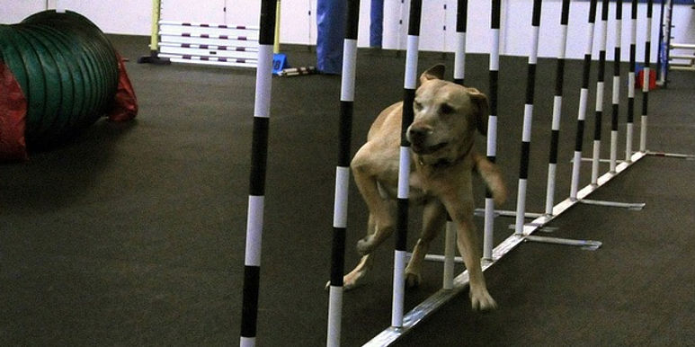 Dog Training