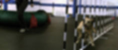 Dog Training