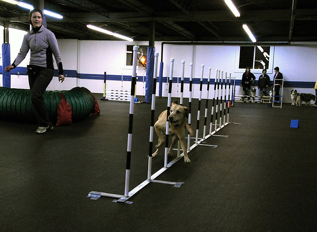 Dog Training