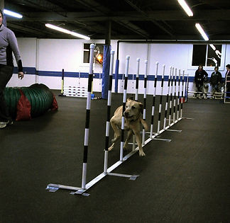 Dog Training