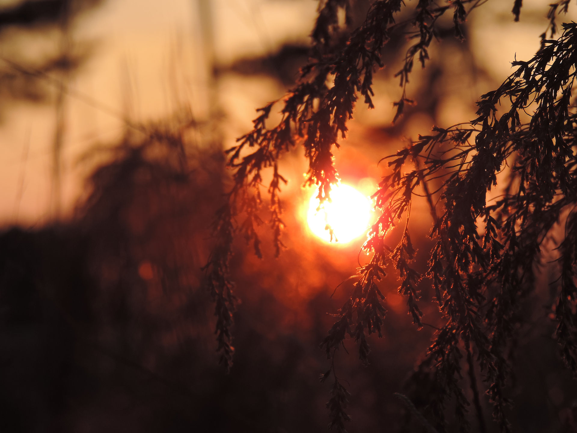 Fall sunset EC