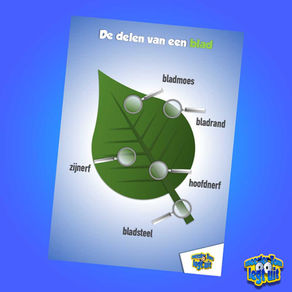 Wandplaat: De delen van een blad