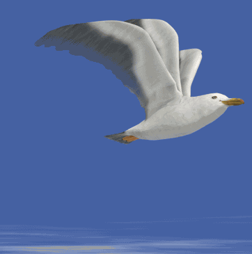 moewe_362.gif