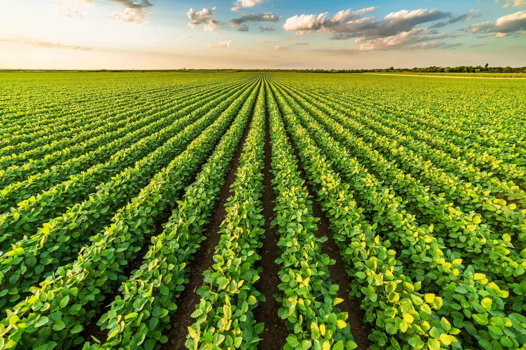 Produtores estão otimistas com a safra de soja