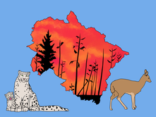 Uttarakhand’s Wildfires—A Colonial Offshoot