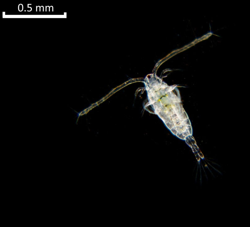Fuente: https://zooplankton.nl/en/diversity/copepods/
