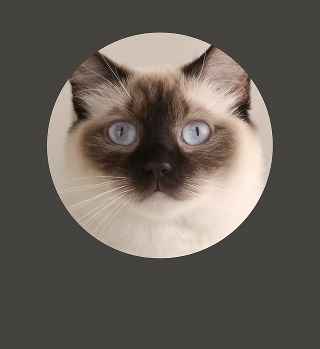 beauty ragdolls
