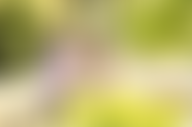 Los Angeles Arboretum Engagement Photography