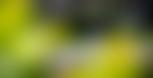 Los Angeles Arboretum Engagement Photography