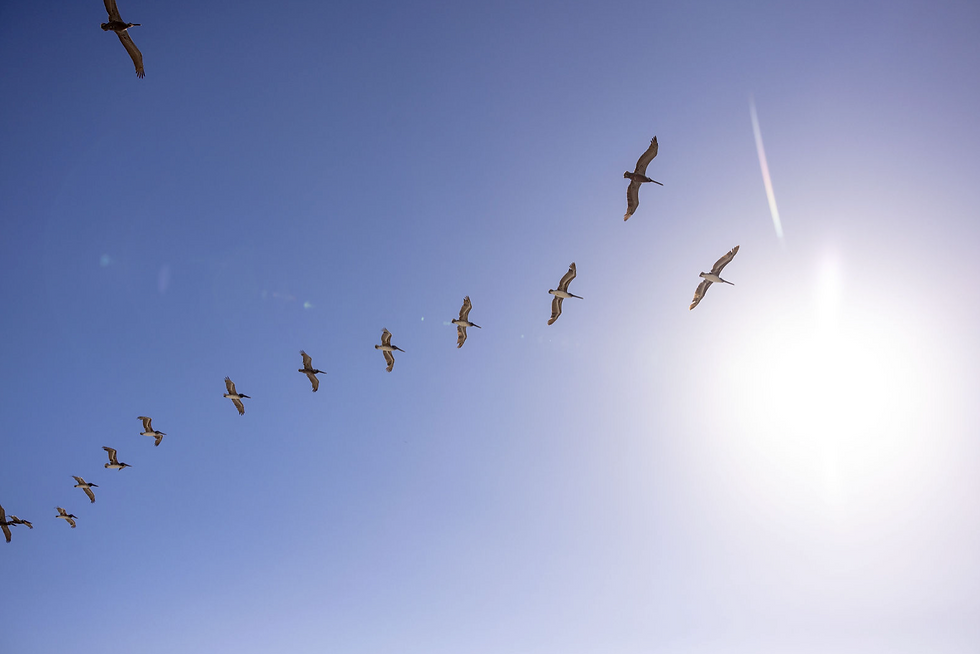 expect wildlife to appear at your beach wedding