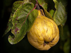 Frutti antichi: tra sapori e tradizioni dimenticate