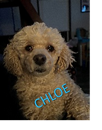 chloe_support dog.png