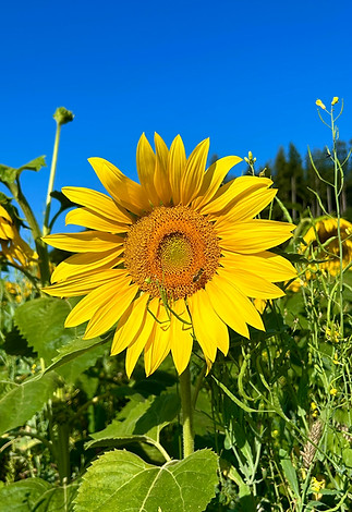 inspiration-sonnenblume-natur