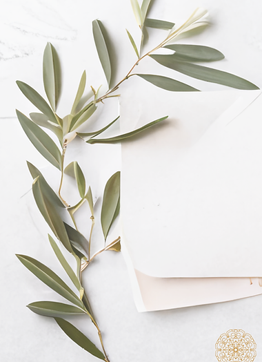 Olive branch on grey white background