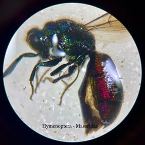 Hymenoptera_Masaridae.jpeg