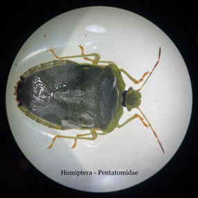 Hemiptera_Pentatomidae_2.jpeg
