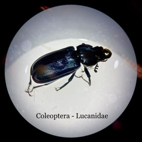 Coleoptera_Lucanidae.jpeg