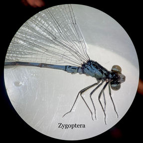 Zygoptera.jpg