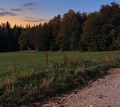 Cerf au crépuscule dans la prairie.png