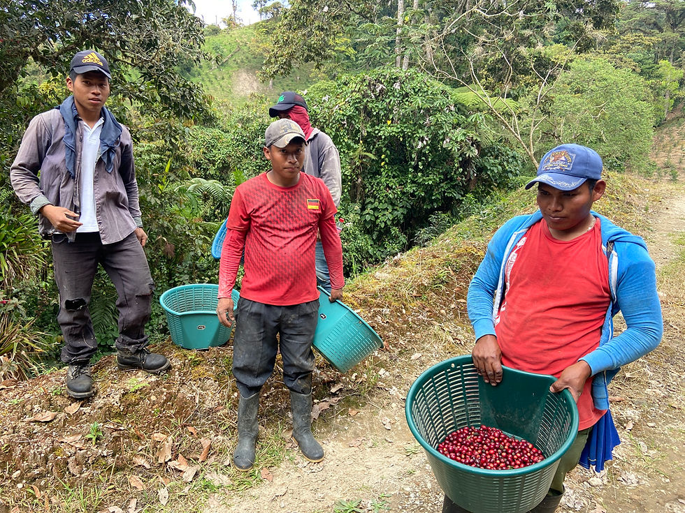 Tierra Blanca Geisha Coffee I 90+ | PANAMÁ