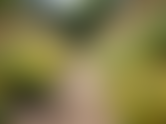 Designing a Water-Efficient Landscape for Your Home