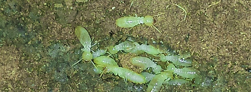 Pest Control 