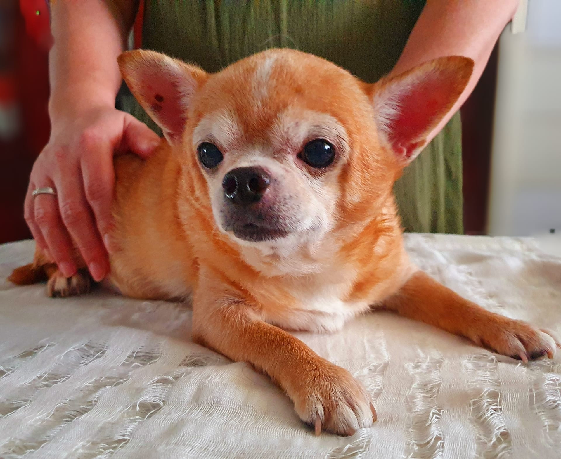 Reiki for Pets - initial distance healing session