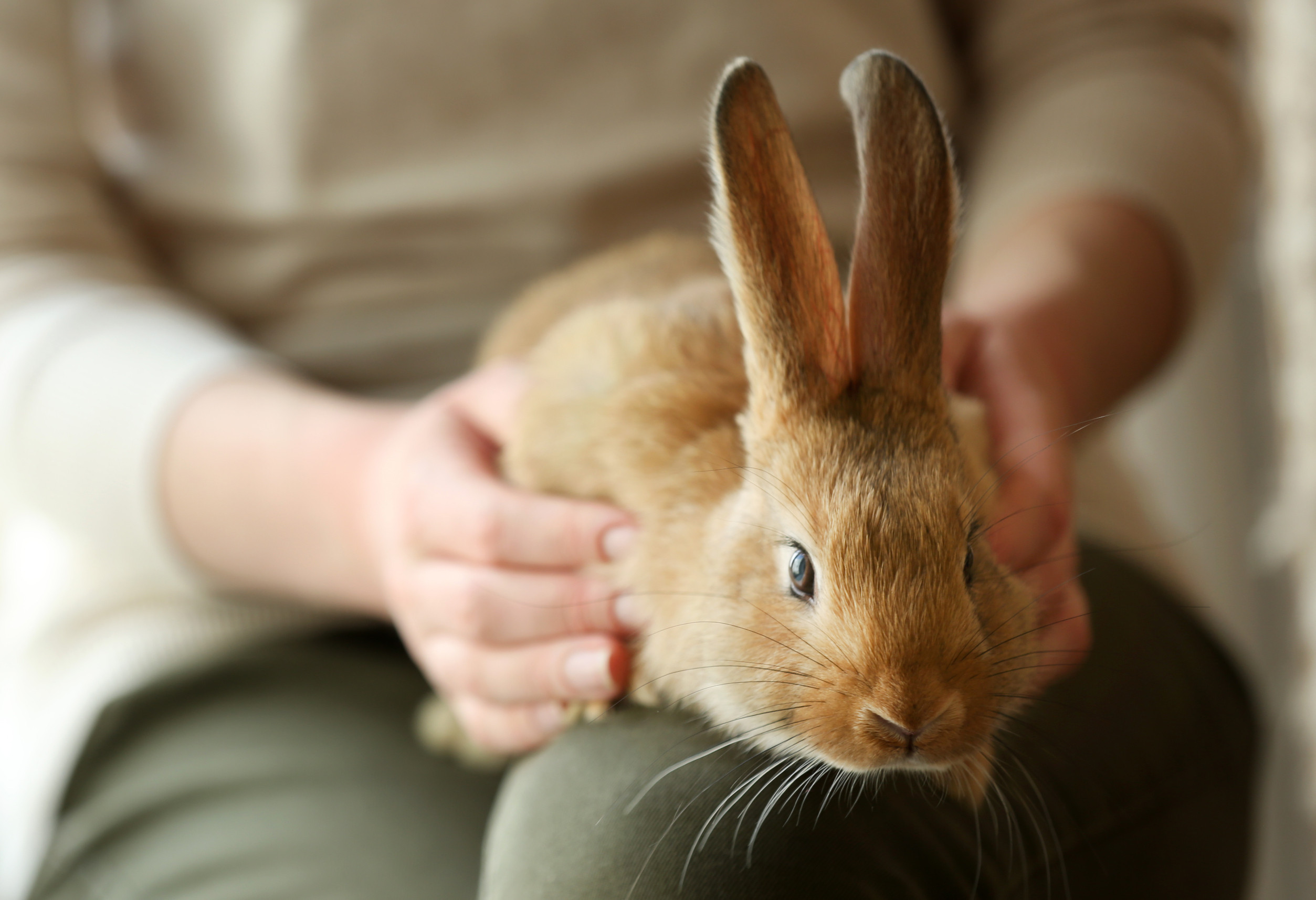 Reiki for Pets - follow-up session