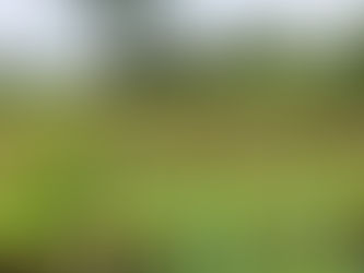 Farming at SCAIE farms is lesser dependent on monsoon