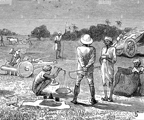 indigo-cultivation-in-tirhoot-bengal-measuring-the-seed-india-digital-improved-reproductio