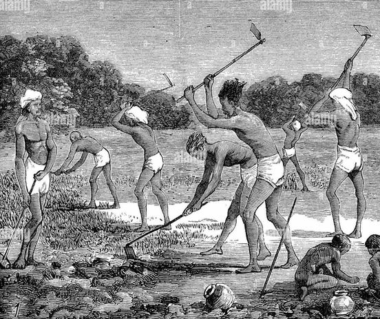 indigo-cultivation-in-tirhoot-bengal-digging-out-the-stumps-after-the-harvest-india-digita
