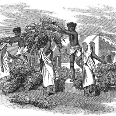 Laborers-removing-used-indigo-plants-from-steeping-vats-1850s-29_Q640.jpeg