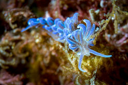 blue nudi