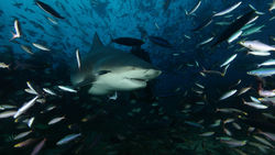 Bull_2131-001