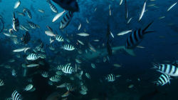 Tiger_2148-001