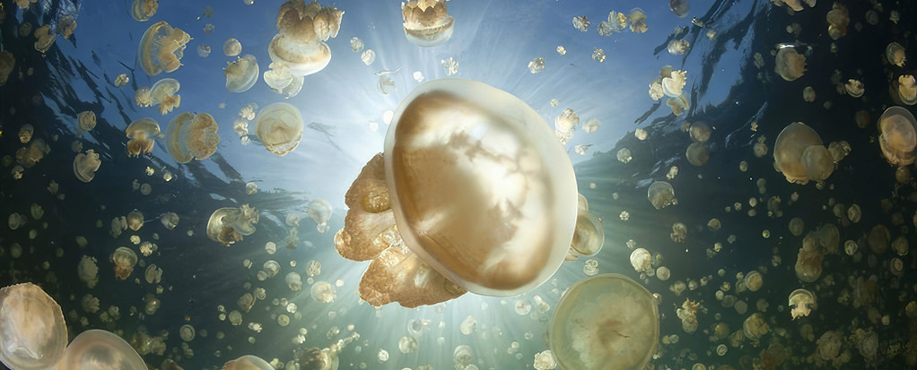 jelly_fish_lake_palau_lw857h570crwidth857crheight570-topaz-enhance.jpg