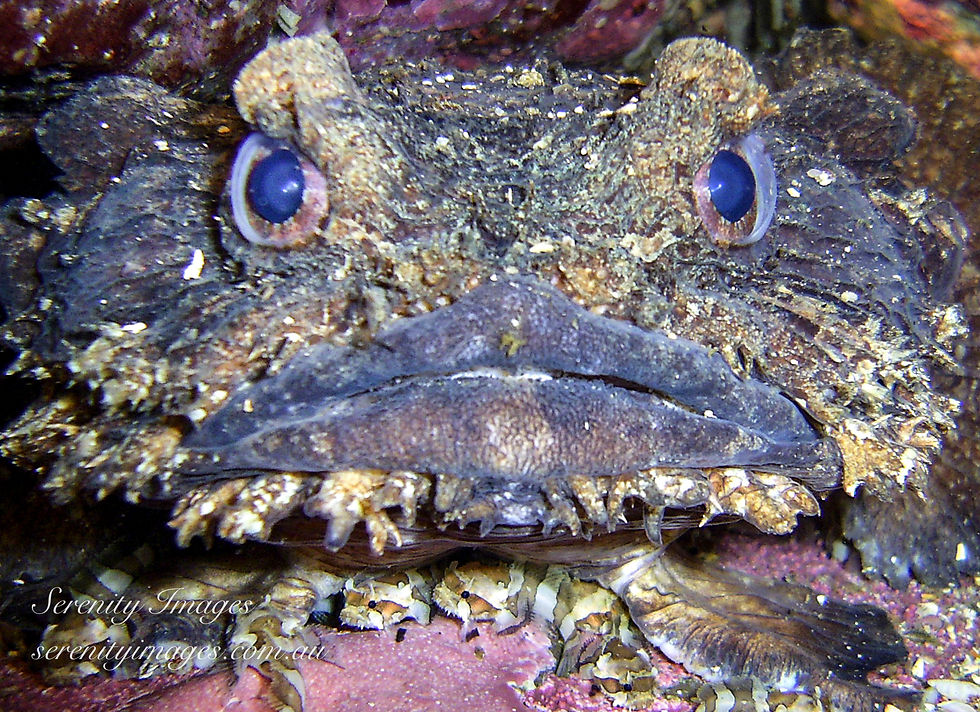Frog Fish & Babies