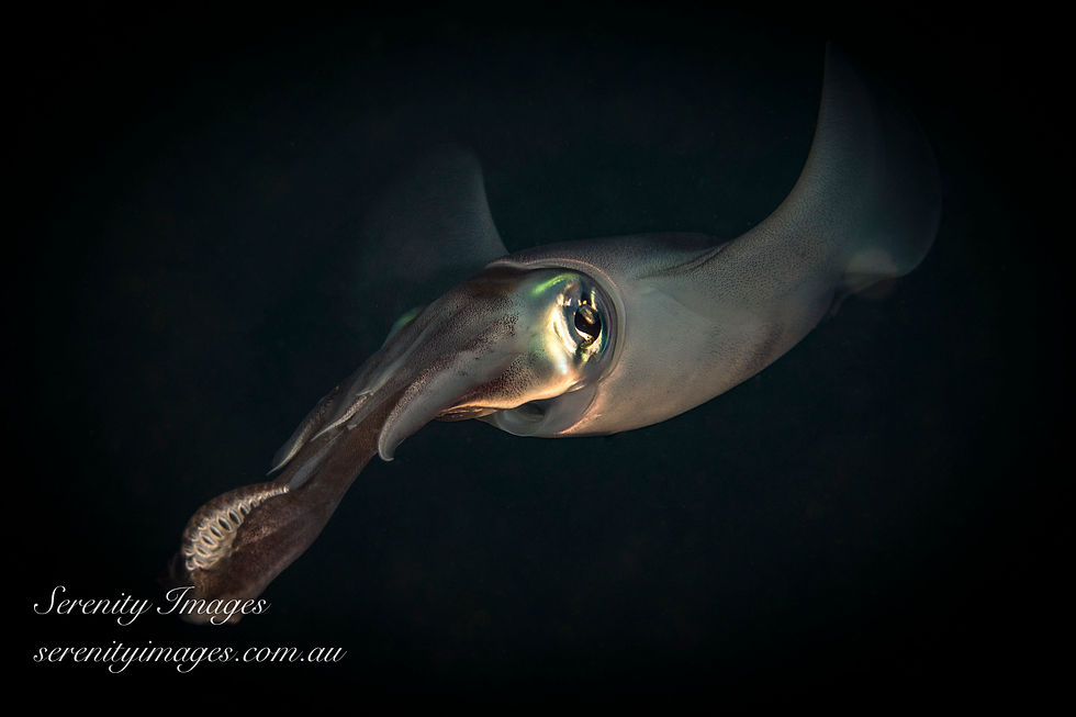 Squid