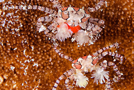 marine_life_11.jpg