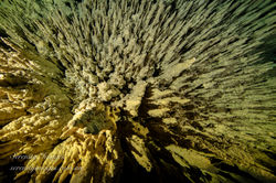 Cenote Stalikmites-1821