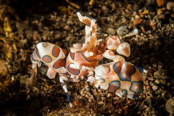 Harlequin Shrimp-5401