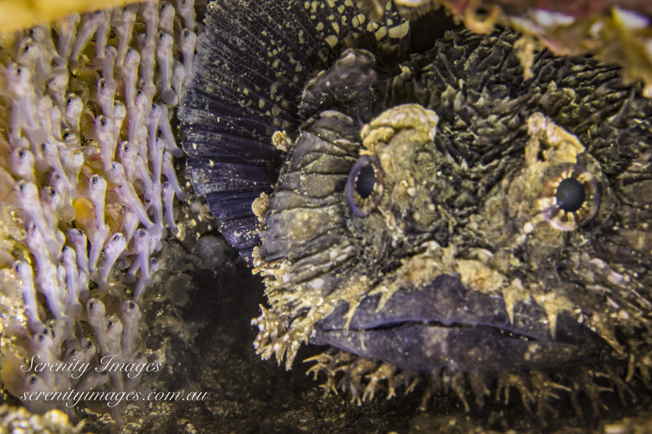 Social Dives | Shellharbour Scuba