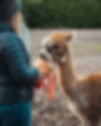 WetleyMoorAlpacas-7.jpg
